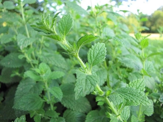 Limon Otu Kullanımı ve Faydaları Nelerdir?