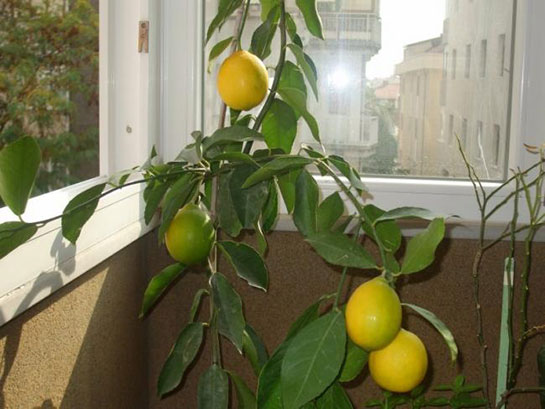 Limon Budama