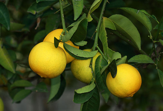 Tatlı Limon